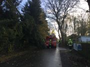 Baum in Stromleitung